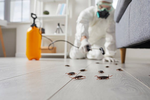 Commercial Rodent Management in Detroit Beach